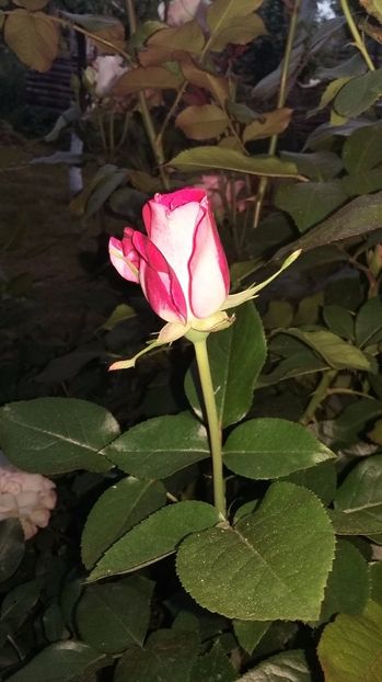  - 08 Seara Samsung A3 partea 1