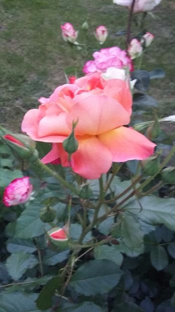  - 08 Seara Samsung A3 partea 1