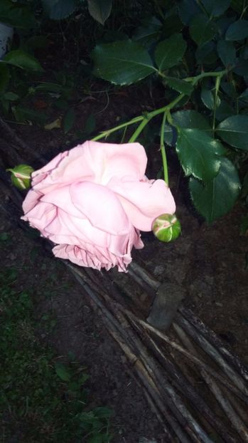  - 08 Seara Samsung A3 partea 1