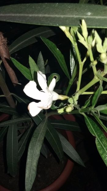  - 08 Seara Samsung A3 partea 1