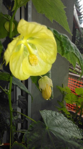 Galben - Abutilon
