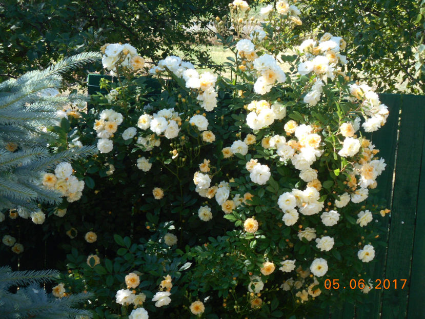  - Ghislaine de Feligonde