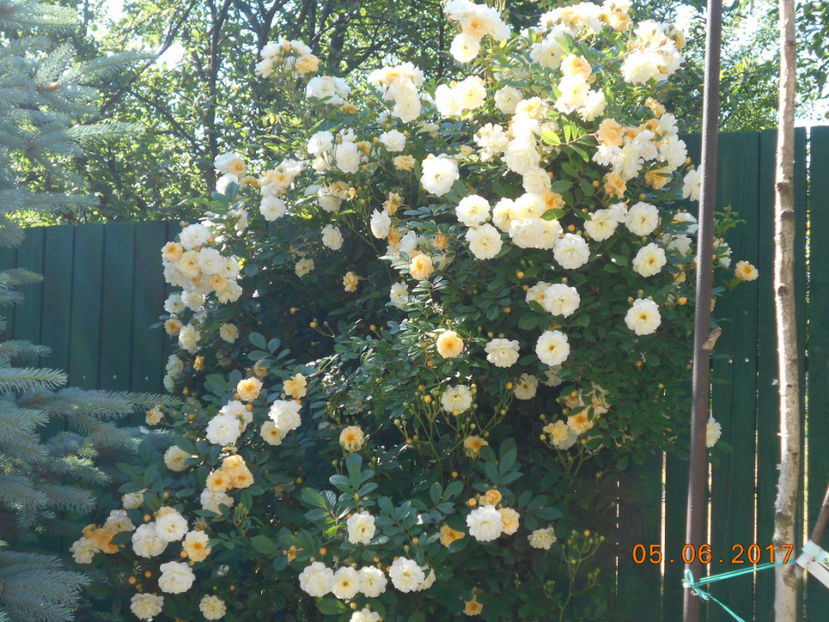  - Ghislaine de Feligonde