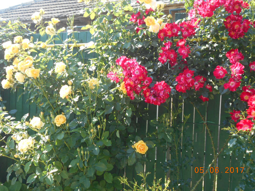 graham thomas si dortmund - 4TRANDAFIRI 2017