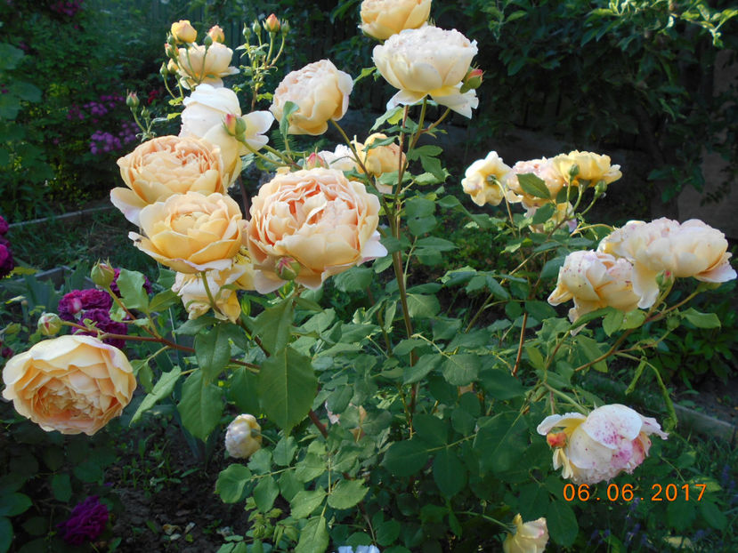  - Golden Celebration