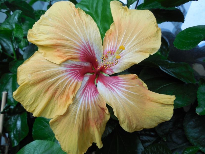  - Tahitian Arcturus Queen