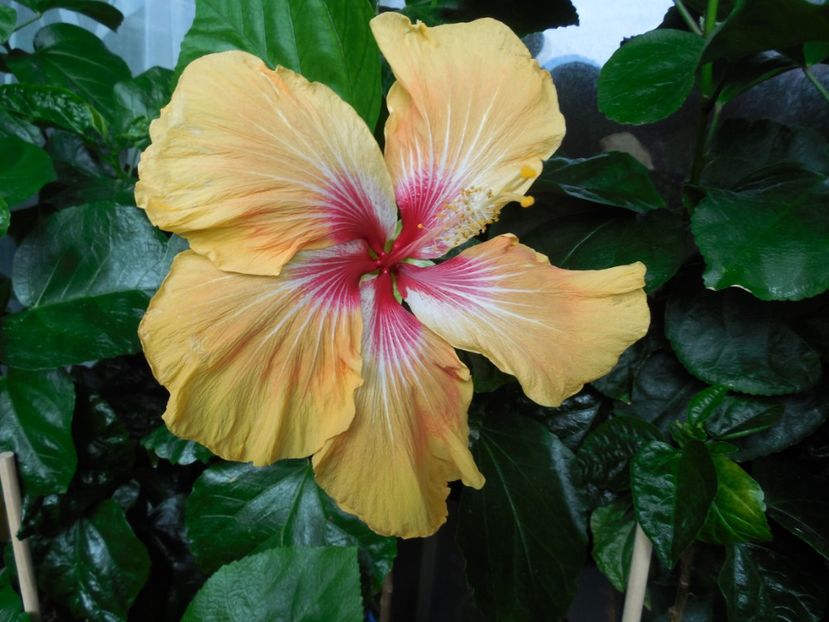  - Tahitian Arcturus Queen