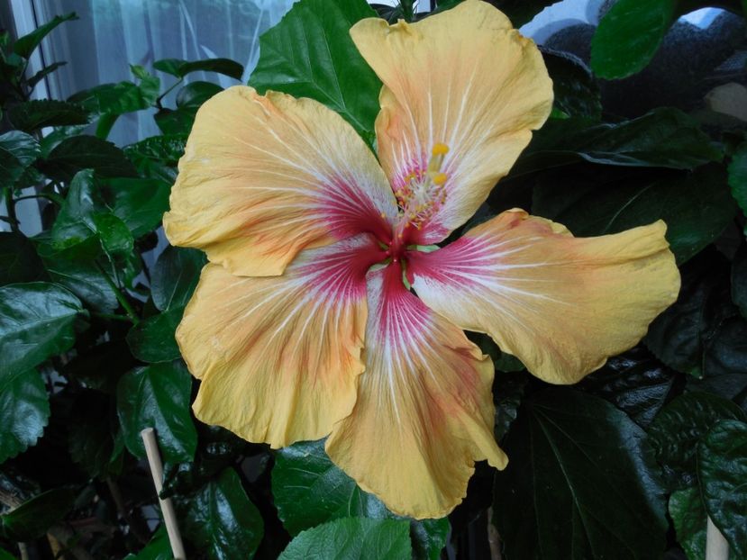  - Tahitian Arcturus Queen