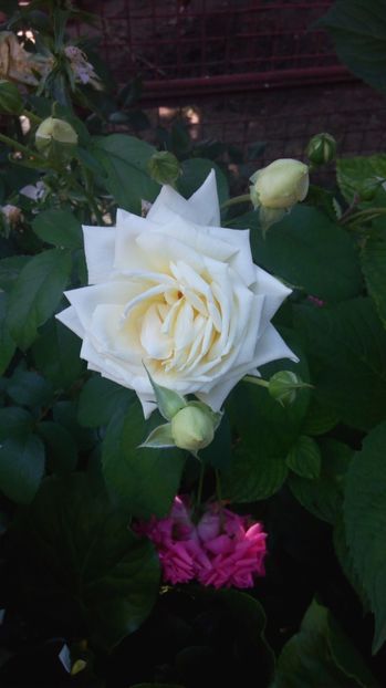 Ilse kron - Trandafiri 2017