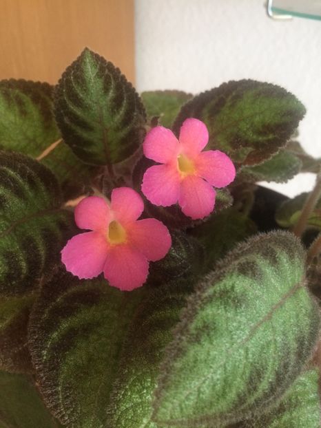 6.06.2017 - Episcia Pink Panther