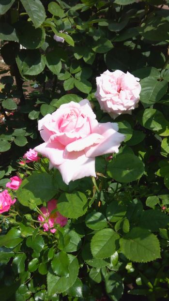 Savoy hotel - Trandafiri 2017