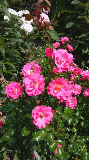 Heidetraum - Trandafiri 2017