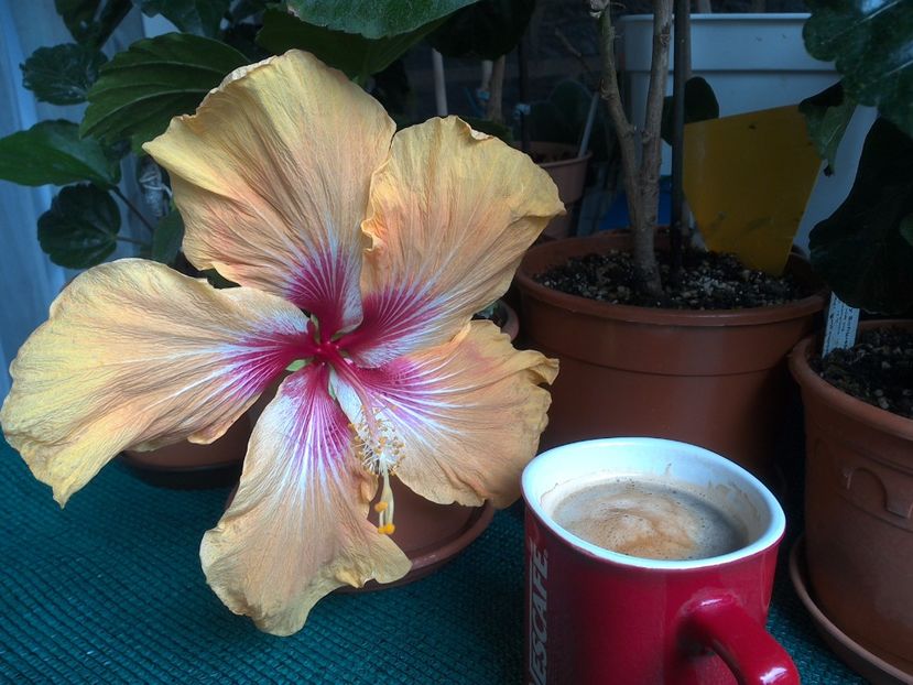 WIN_20170606_101609 - Tahitian Arcturus Queen