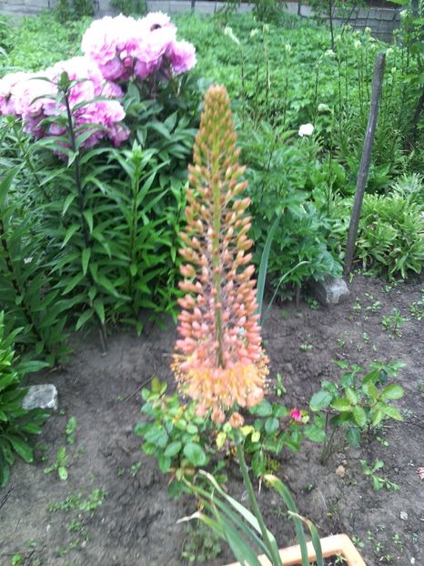  - 01-Flori din curtea mea 2017