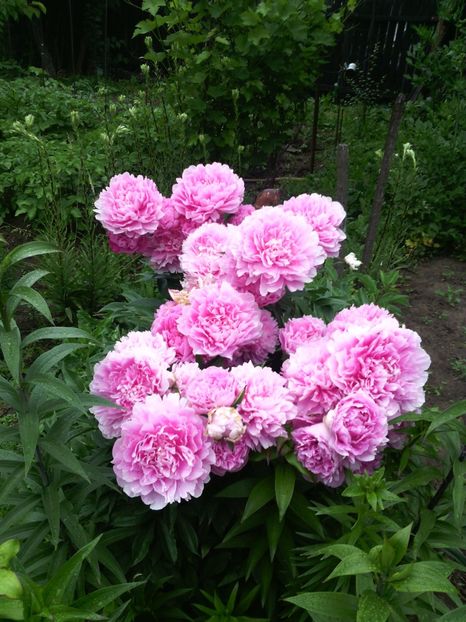  - 01-Flori din curtea mea 2017