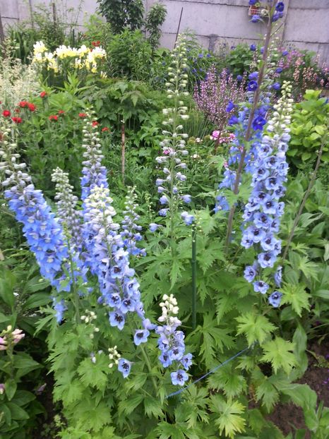  - 01-Flori din curtea mea 2017