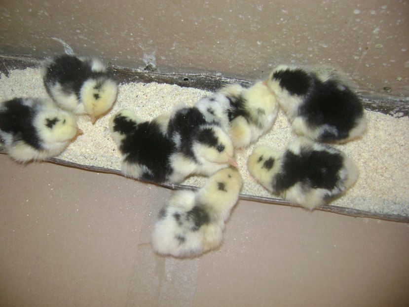  - COCHIN PITIC BOBAT 2017