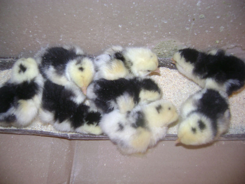  - COCHIN PITIC BOBAT 2017