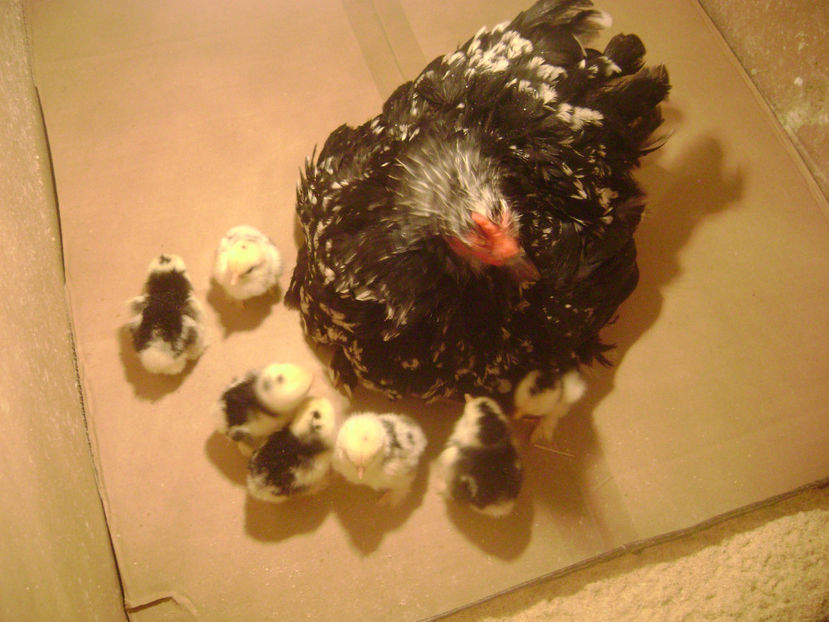  - COCHIN PITIC BOBAT 2017