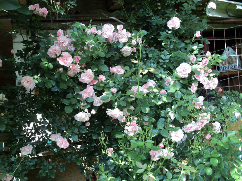 5 iunie 2017 - Bonica