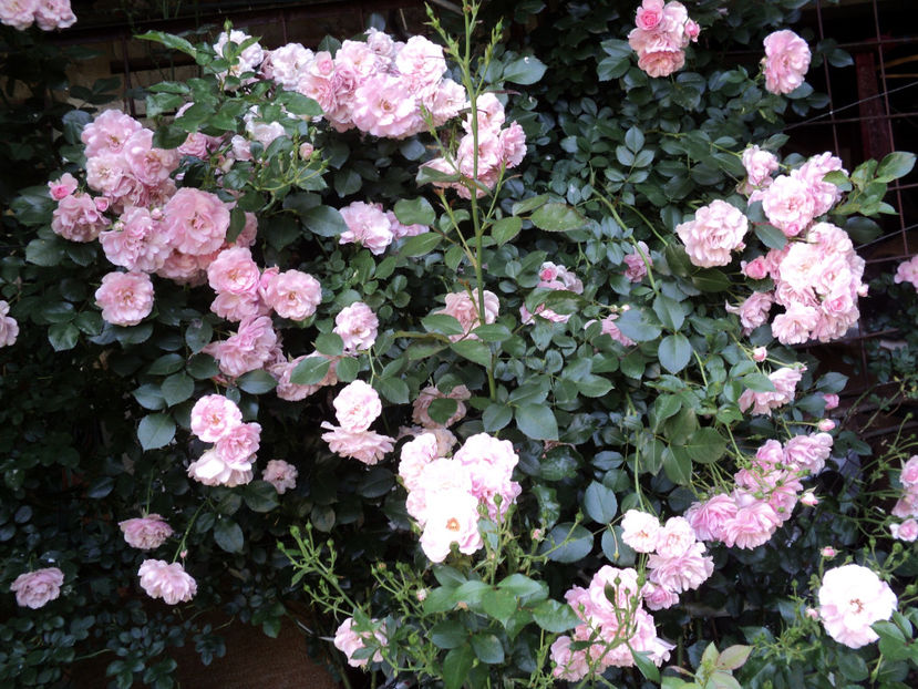 6 iunie 2017 - Bonica