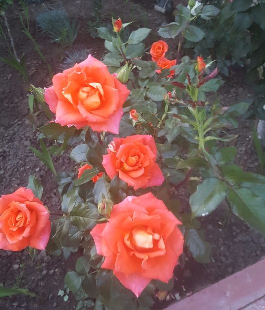 2017-06-02 21.00.43 (2) - P--GRADINA MEA