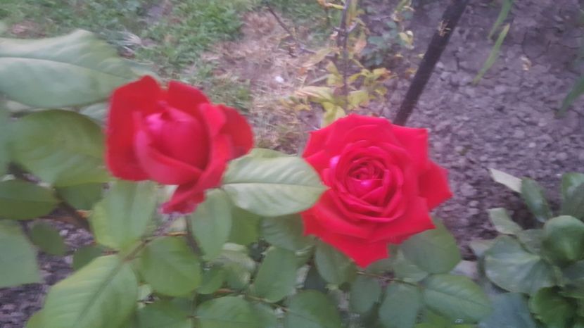 2017-06-02 21.00.49 - P--GRADINA MEA