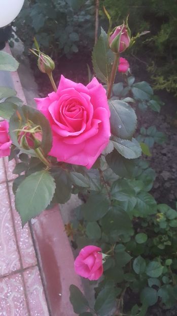 2017-06-02 21.01.10 - P--GRADINA MEA