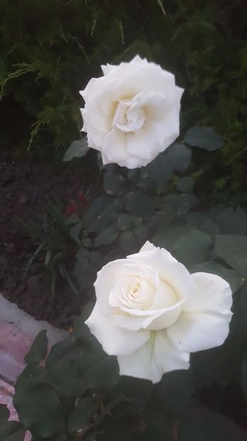 2017-06-02 21.01.16 - P--GRADINA MEA