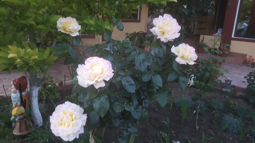 2017-06-02 21.01.27 - P--GRADINA MEA