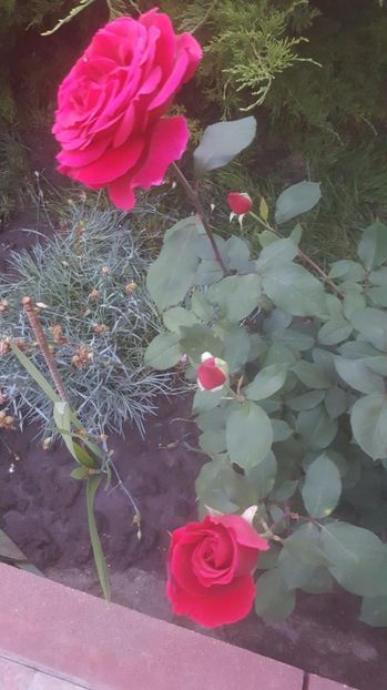 2017-06-02 21.01.49 - P--GRADINA MEA