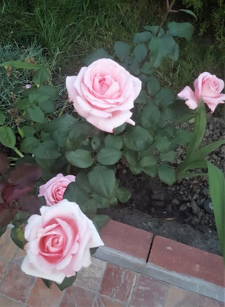 2017-06-02 21.01.56 - P--GRADINA MEA