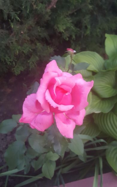 2017-06-02 21.02.06 - P--GRADINA MEA