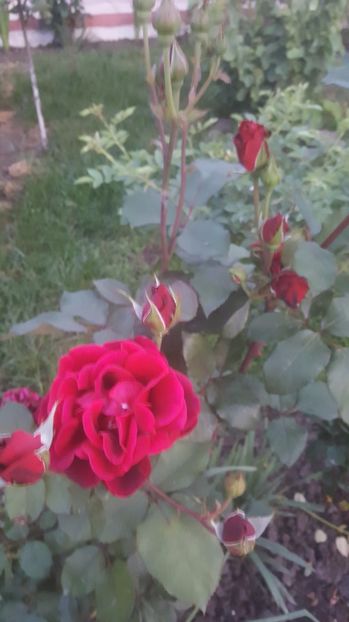 2017-06-02 21.02.57 - P--GRADINA MEA