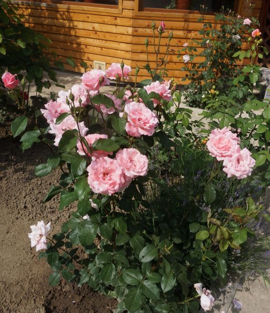 2017-06-03 15.43.06 - P--GRADINA MEA