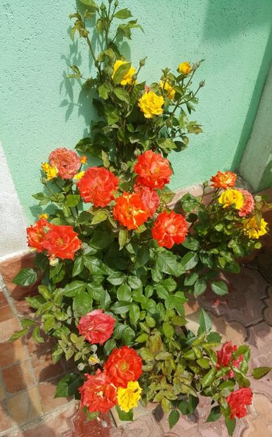2017-06-04 11.47.09 (2) - P--GRADINA MEA
