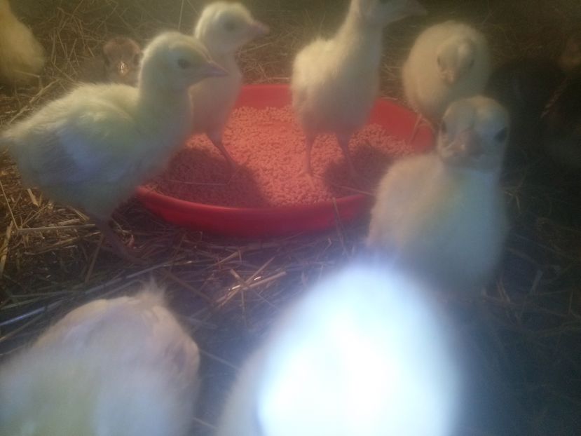 CAM00496 - Pui de paun umeri negrii