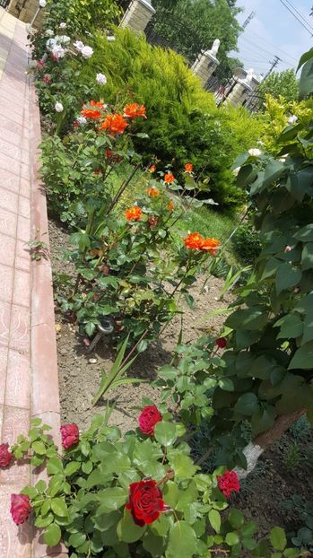 2017-06-04 11.48.11 - P--GRADINA MEA