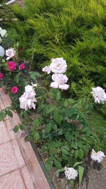 2017-06-04 11.48.43 - P--GRADINA MEA