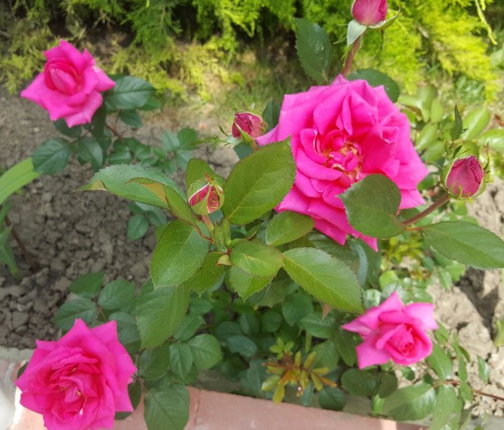 2017-06-04 11.48.56 (2) - P--GRADINA MEA