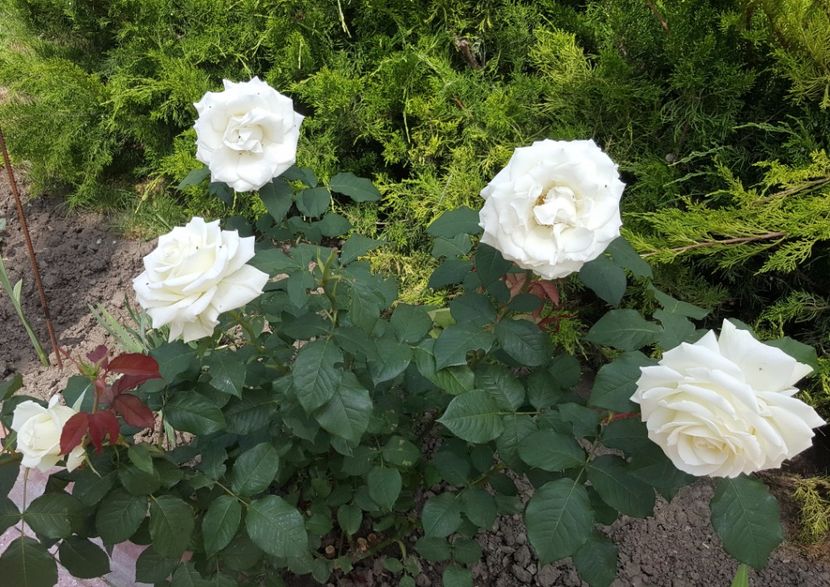 2017-06-04 11.49.00 (2) - P--GRADINA MEA