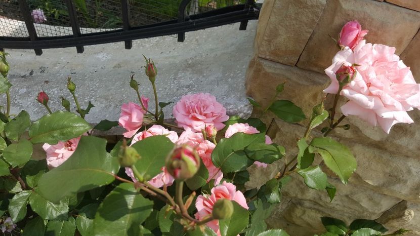 2017-06-04 11.49.23 - P--GRADINA MEA