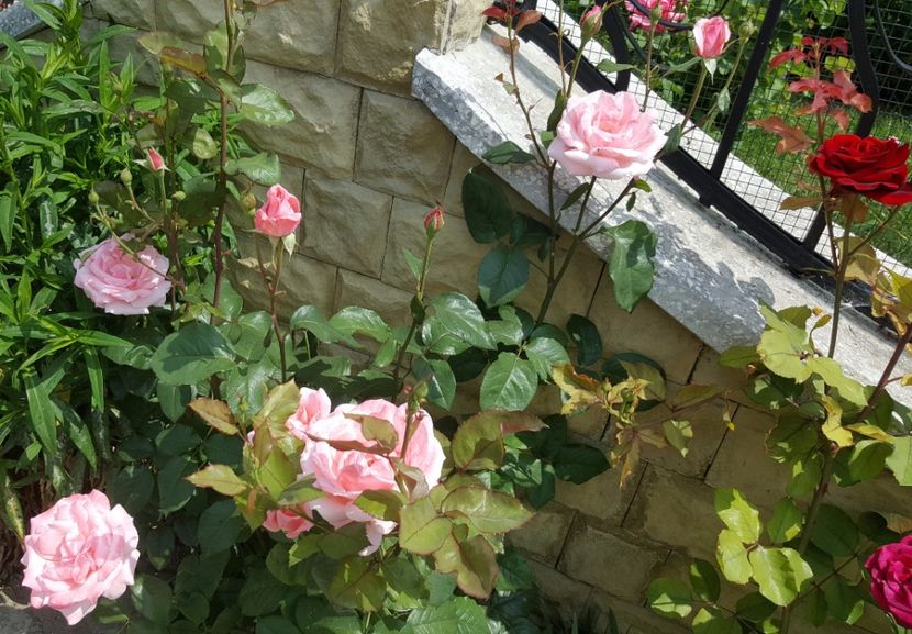 2017-06-04 11.49.31 (2) - P--GRADINA MEA
