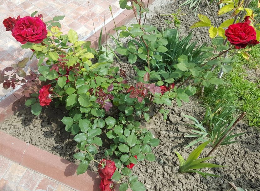 2017-06-04 11.50.16 (2) - P--GRADINA MEA
