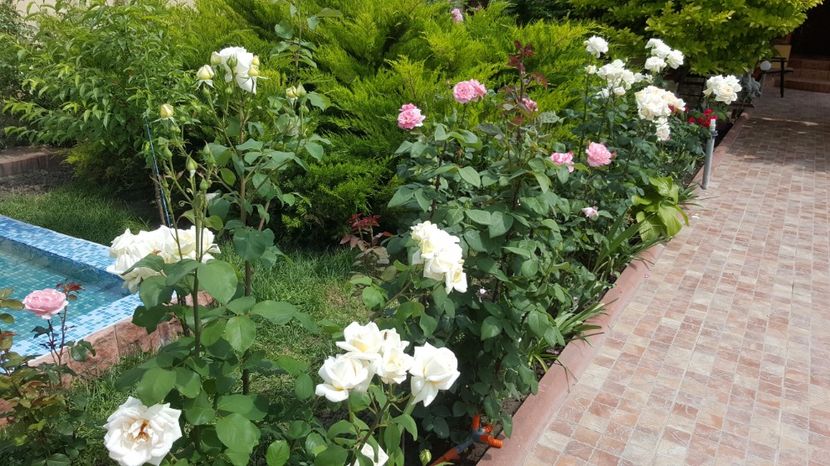 2017-06-04 11.50.23 - P--GRADINA MEA