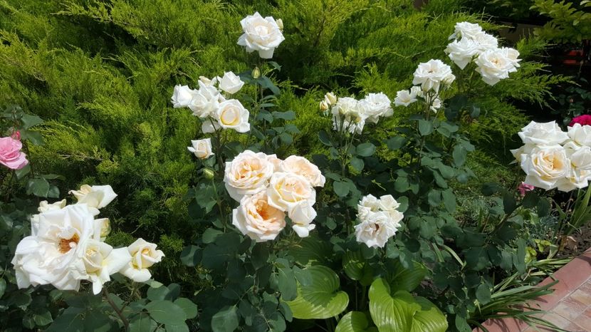 2017-06-04 11.50.39 - P--GRADINA MEA