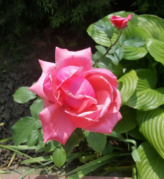 2017-06-04 11.50.45 (2) - P--GRADINA MEA