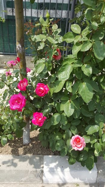 2017-06-04 11.55.52 - P--GRADINA MEA