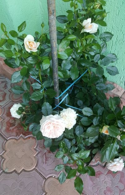 2017-06-04 19.11.12 (2) - P--GRADINA MEA