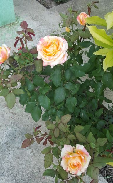 2017-06-04 19.11.42 (2) - P--GRADINA MEA